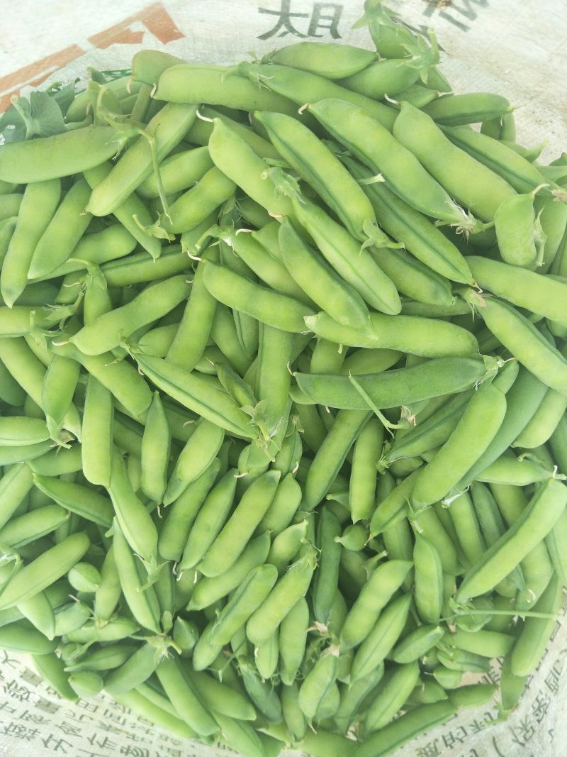 中豌9号颜色绿颗粒饱满！本基地有上万亩豌豆！质量好！