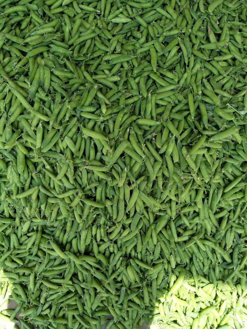中豌9号颜色绿颗粒饱满！本基地有上万亩豌豆！质量好！