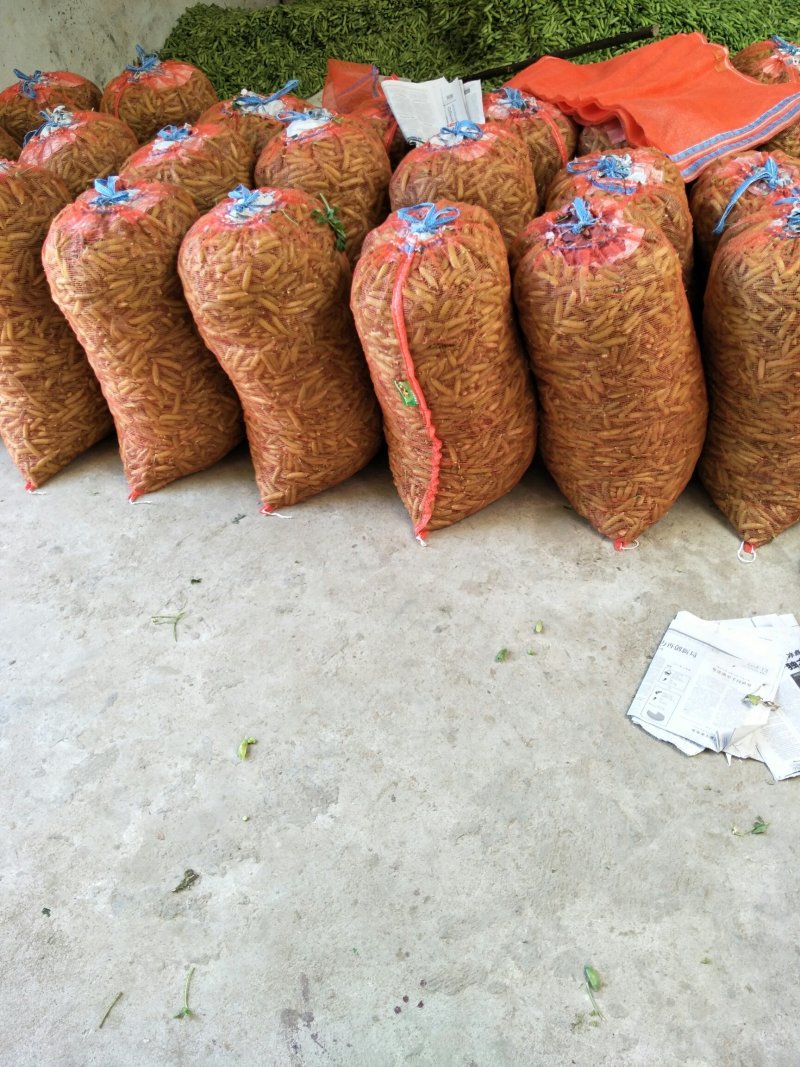 中豌9号颜色绿颗粒饱满！本基地有万亩豌豆量大从优