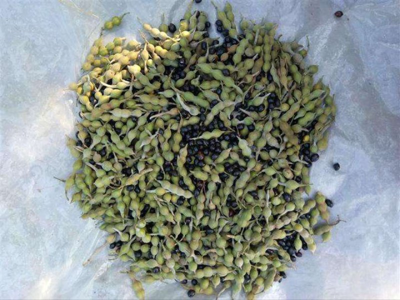 山豆根种子