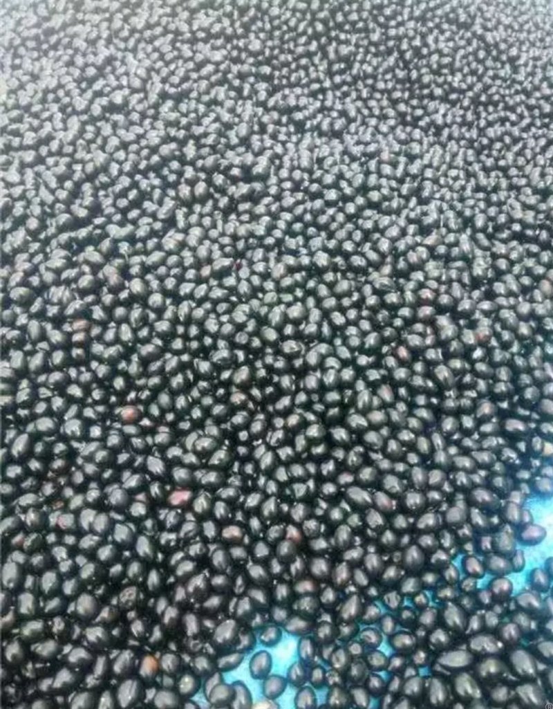 山豆根种子