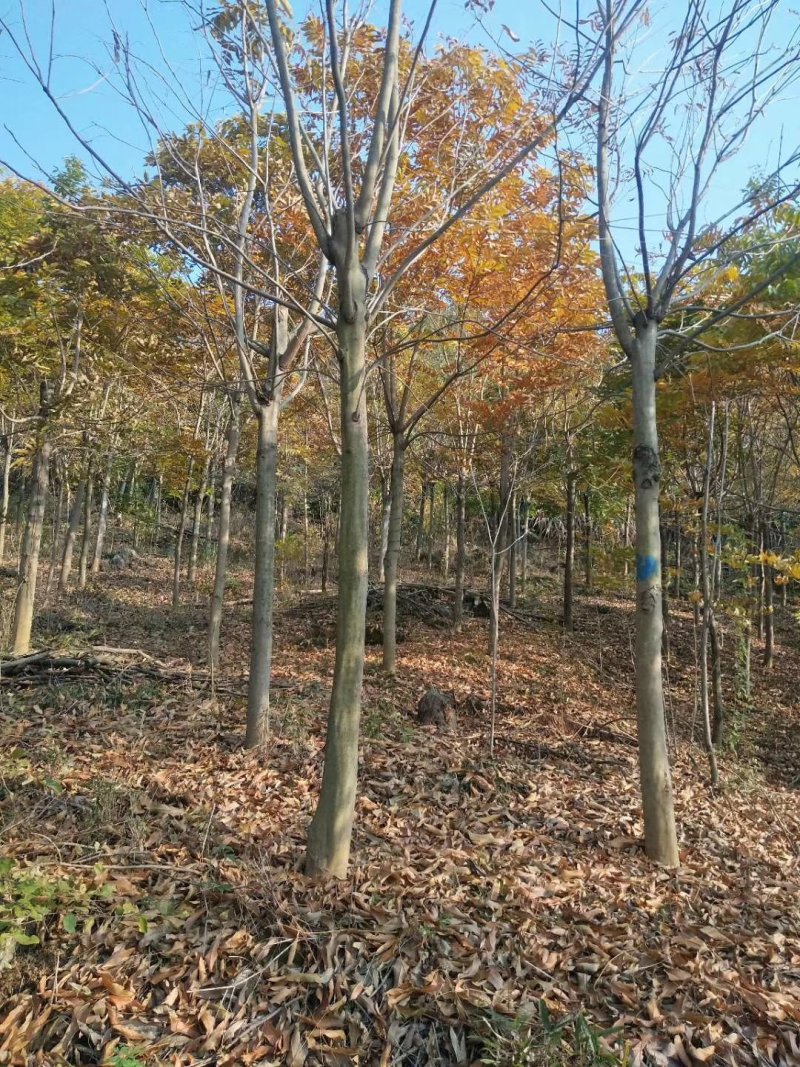 无患子树，九江诚信苗木欢迎全国各地老板来电咨询。