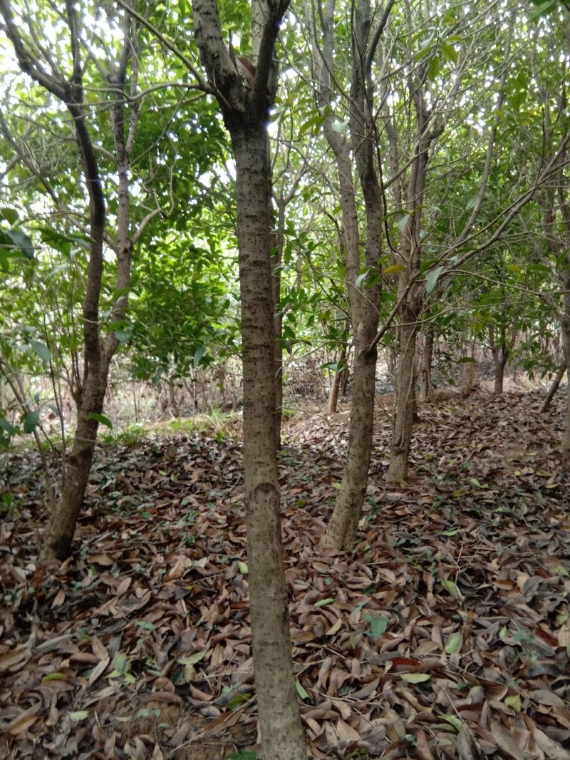 桂花树，九江诚信苗木欢迎全国各地老板来电咨询。