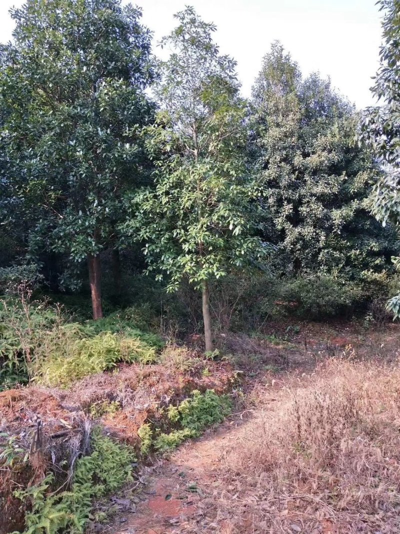 桂花树，九江诚信苗木欢迎全国各地老板来电咨询。