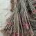 栾树，大量供应各种规格栾树江西九江