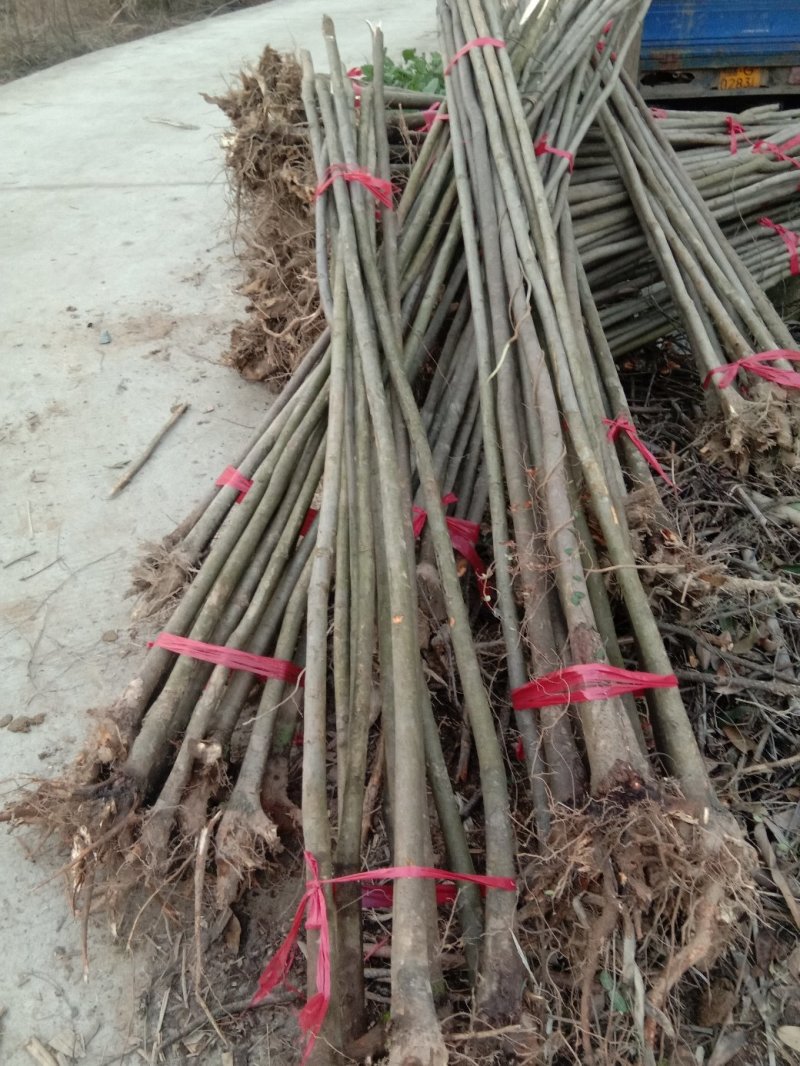 栾树，大量供应各种规格栾树江西九江