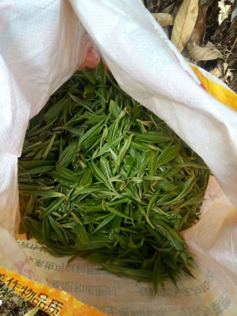 大围山，国家森林公园古树茶