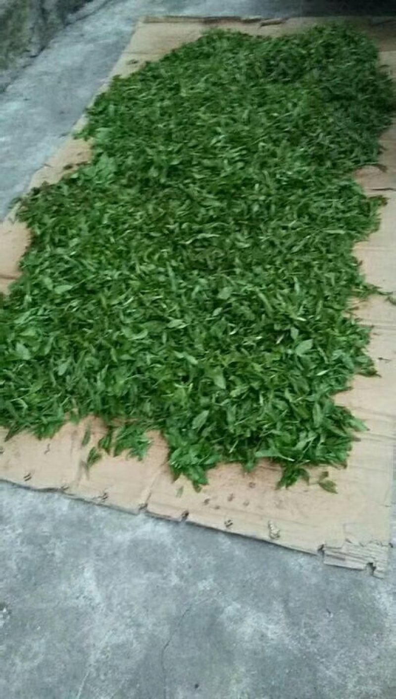 大围山，国家森林公园古树茶