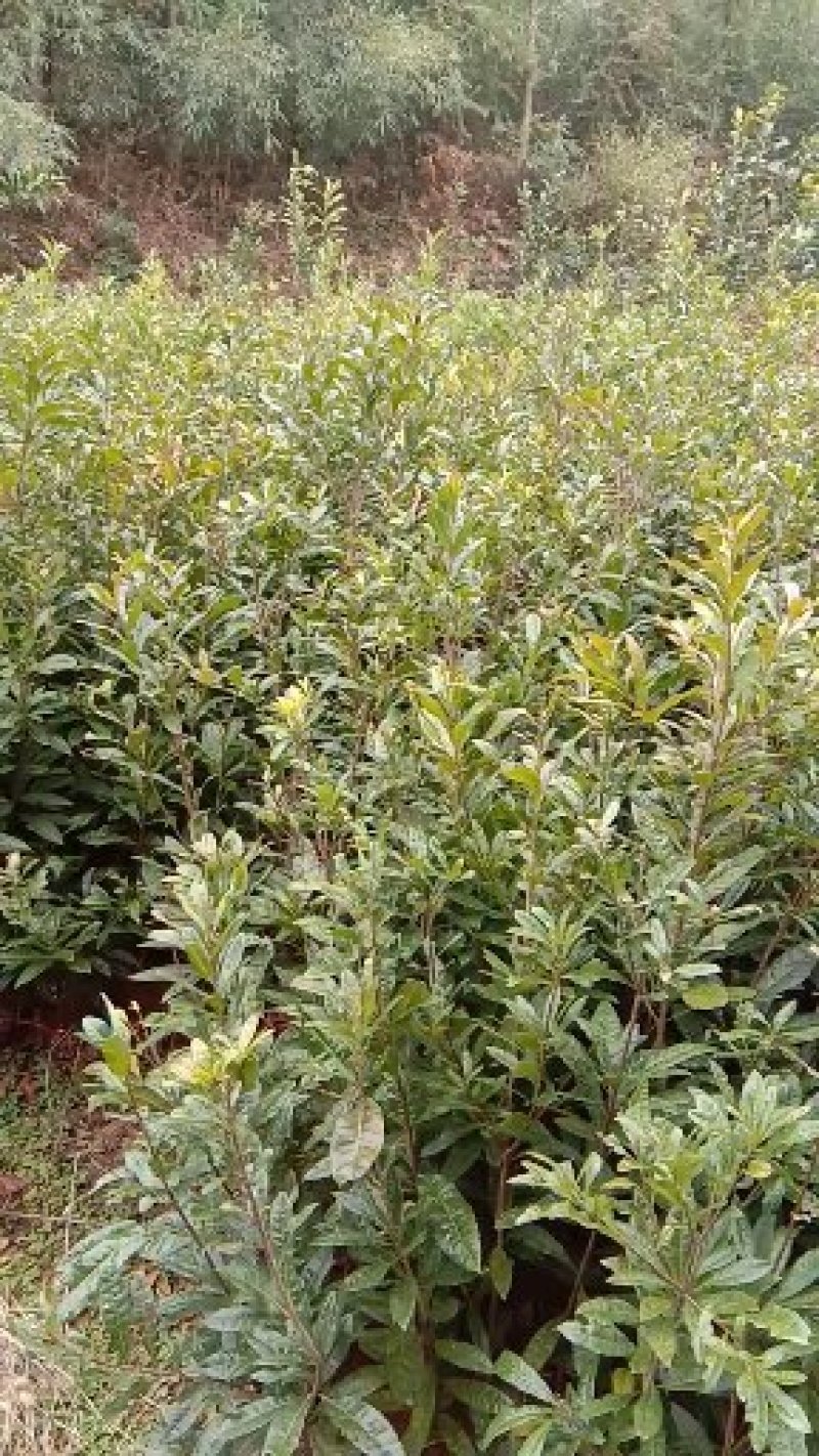紫薇苗，九江诚信苗木欢迎全国各地老板来电咨询。