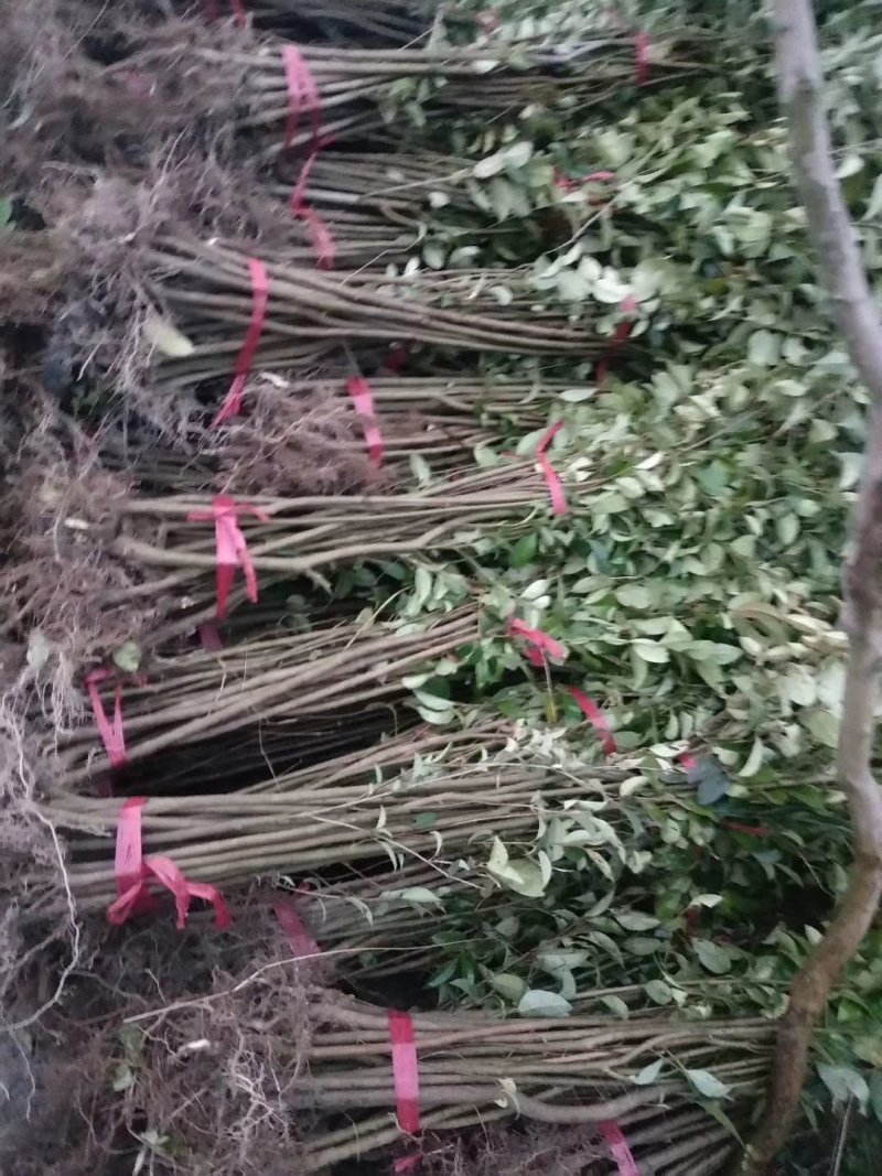 紫薇苗，九江诚信苗木欢迎全国各地老板来电咨询。