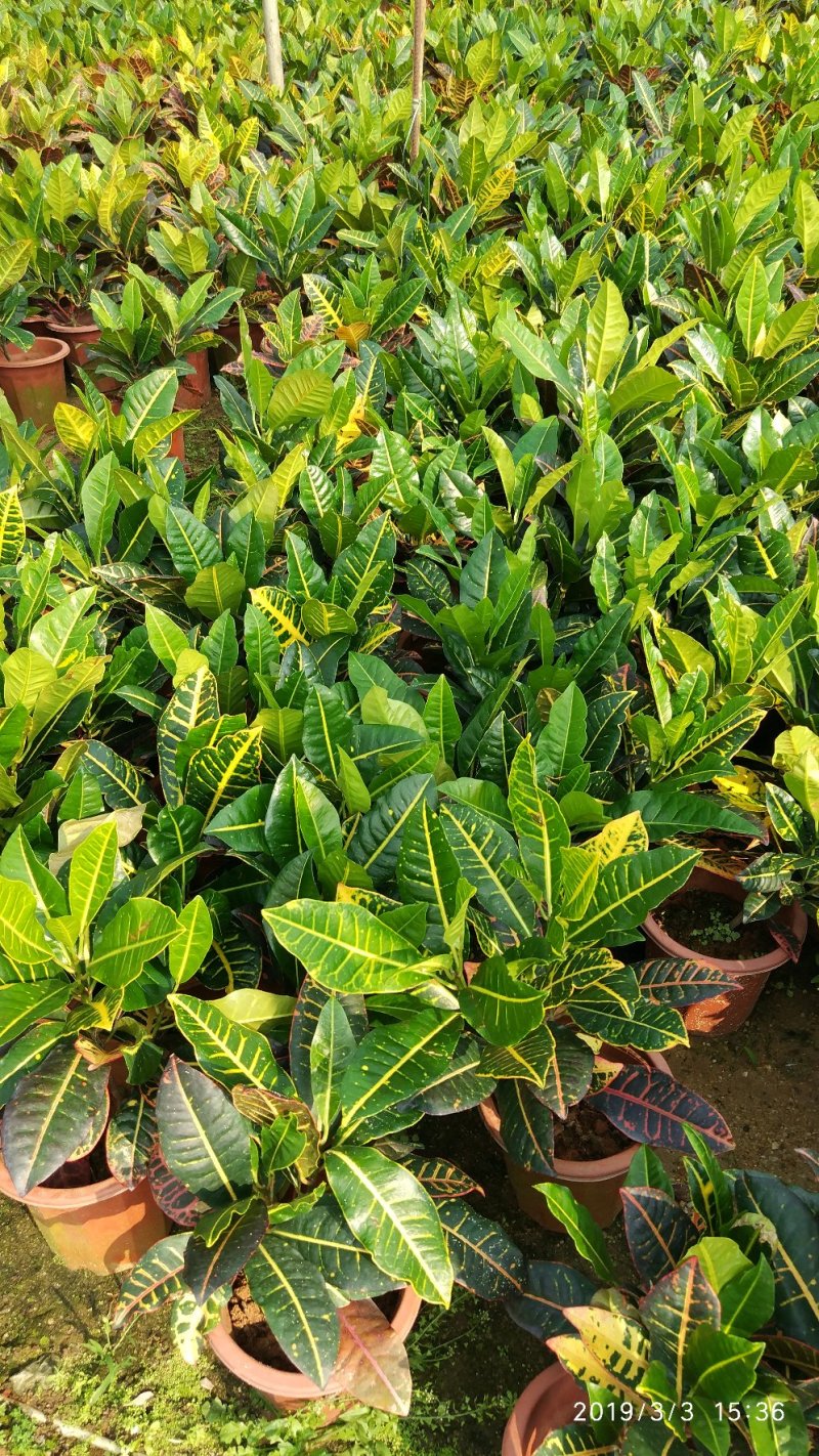 彩霞变叶木，进口变叶木，盆栽绿植