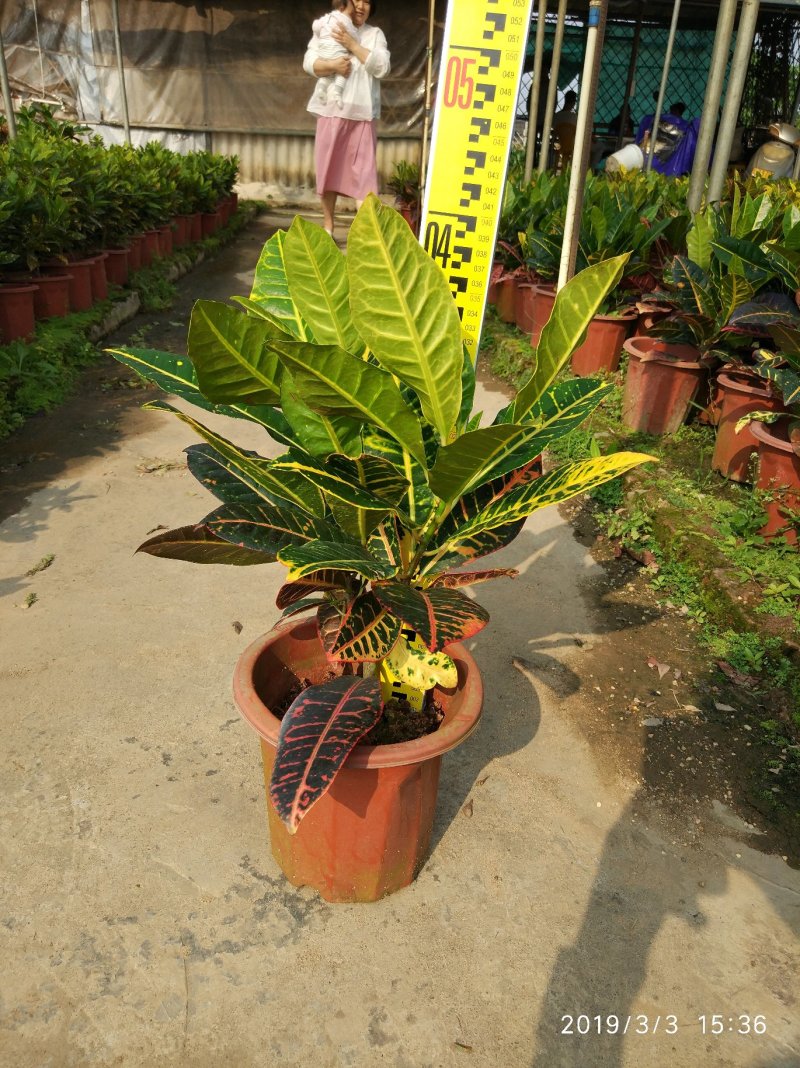 彩霞变叶木，进口变叶木，盆栽绿植