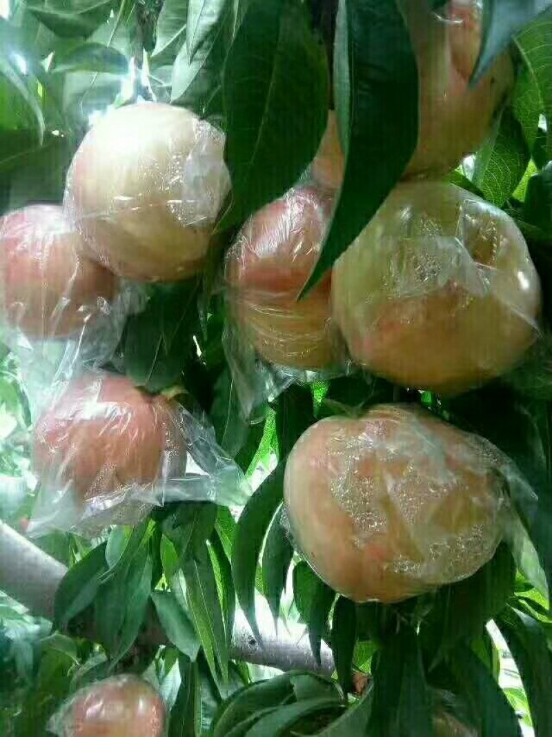 大荔县7月份上市秦王毛桃青皮核桃大量供货