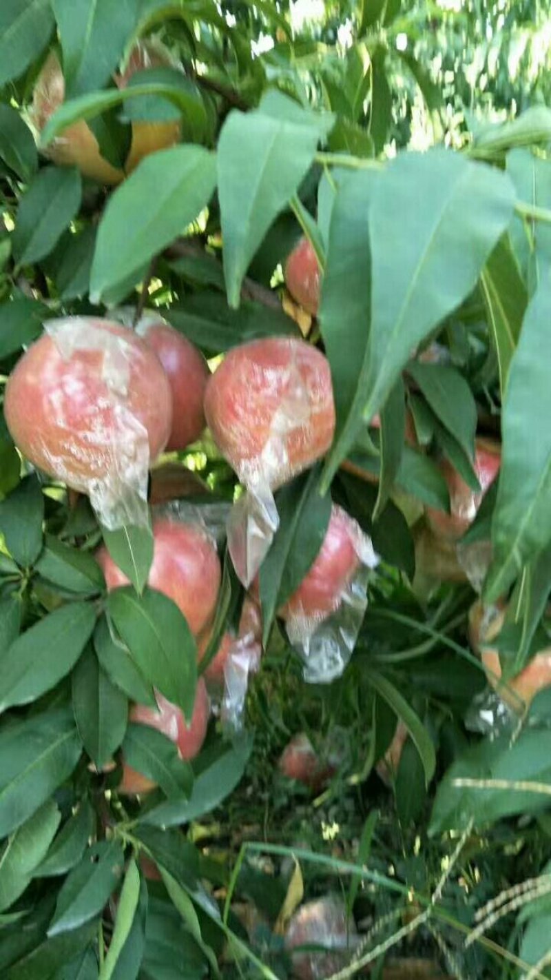 大荔县7月份上市秦王毛桃青皮核桃大量供货