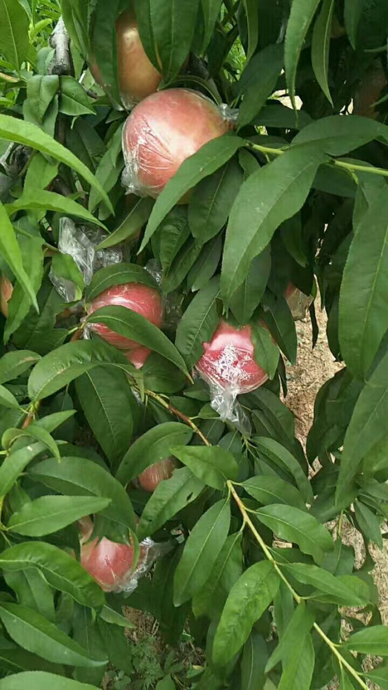 大荔县7月份上市秦王毛桃青皮核桃大量供货