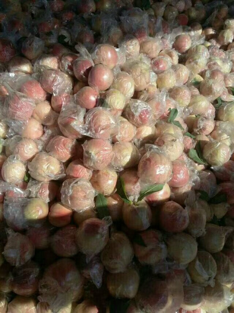 大荔县7月份上市秦王毛桃青皮核桃大量供货