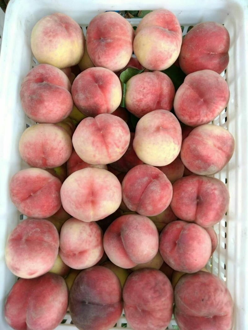 大荔县7月份上市秦王毛桃青皮核桃大量供货