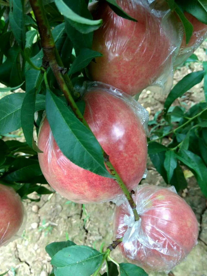 大荔县7月份上市秦王毛桃青皮核桃大量供货