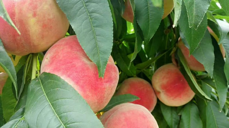 大荔县7月份上市秦王毛桃青皮核桃大量供货