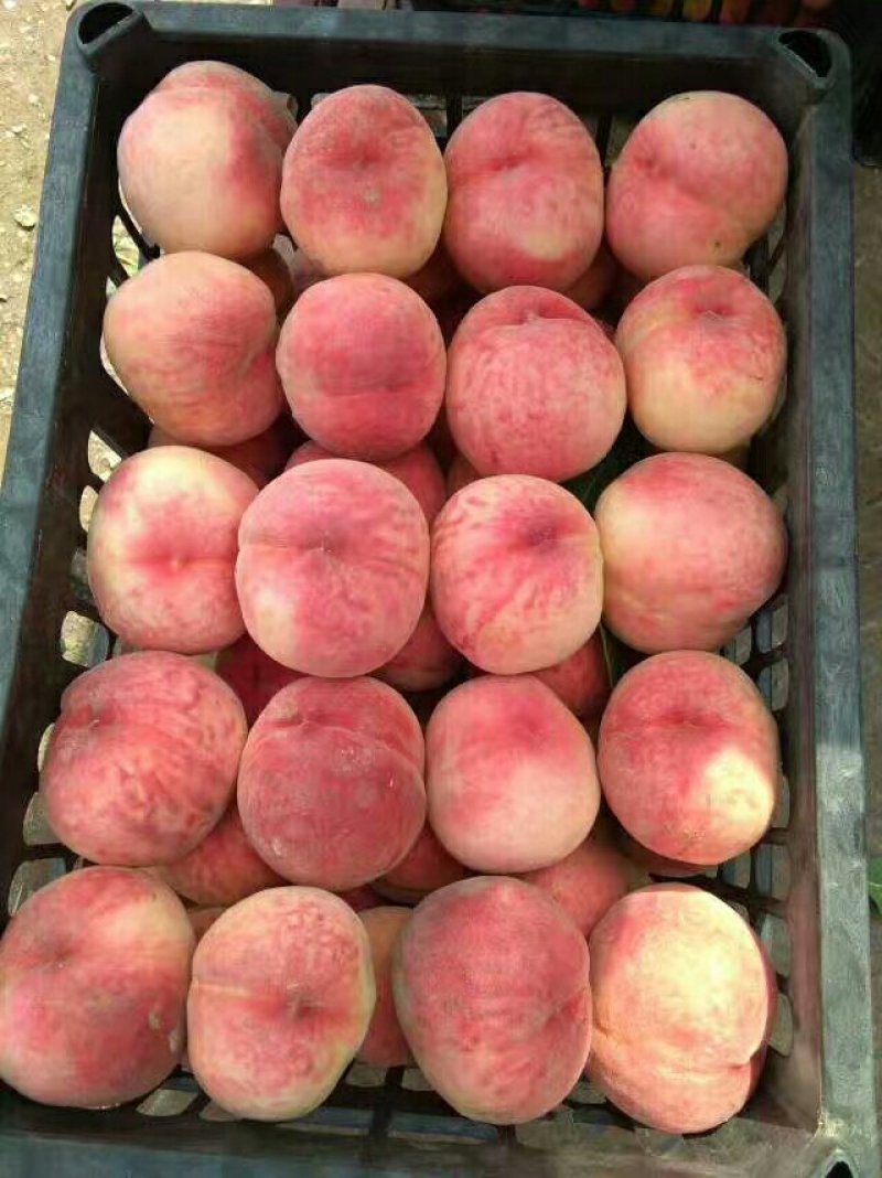 大荔县7月份上市秦王毛桃青皮核桃大量供货