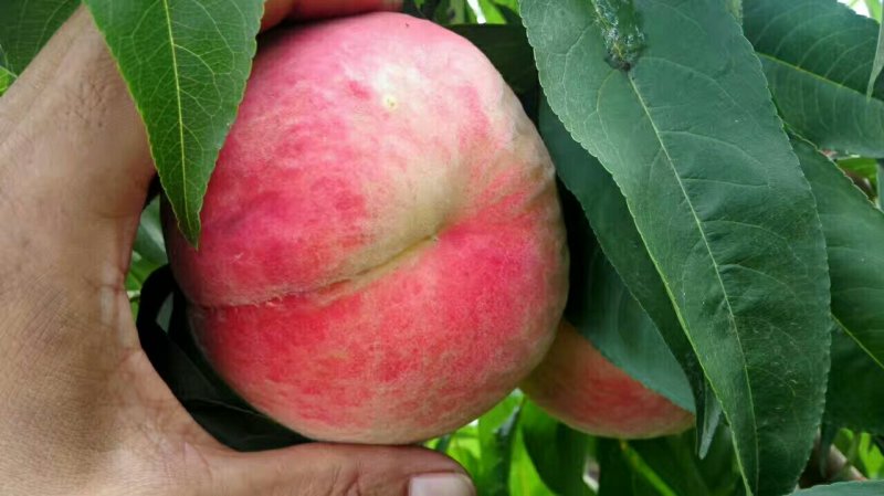 大荔县7月份上市秦王毛桃青皮核桃大量供货