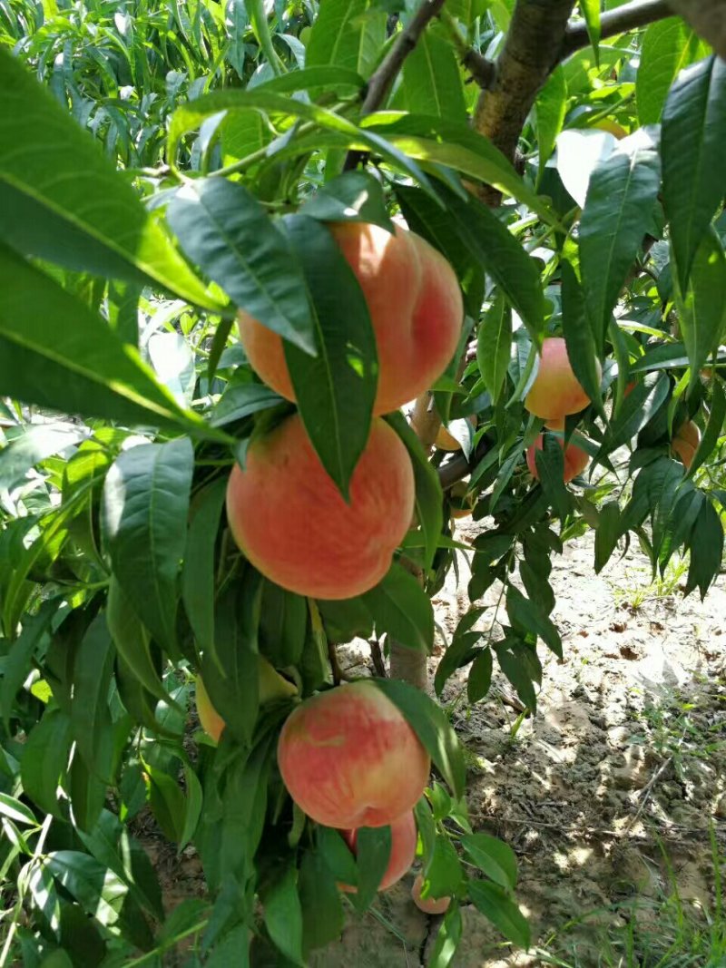 大荔县7月份上市秦王毛桃青皮核桃大量供货