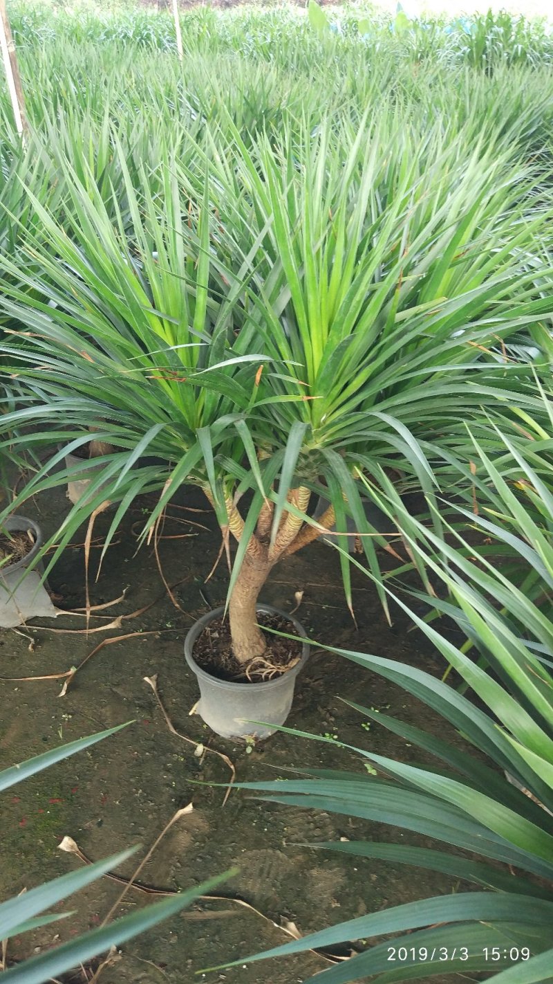 龙血树，龙须，绿植批发