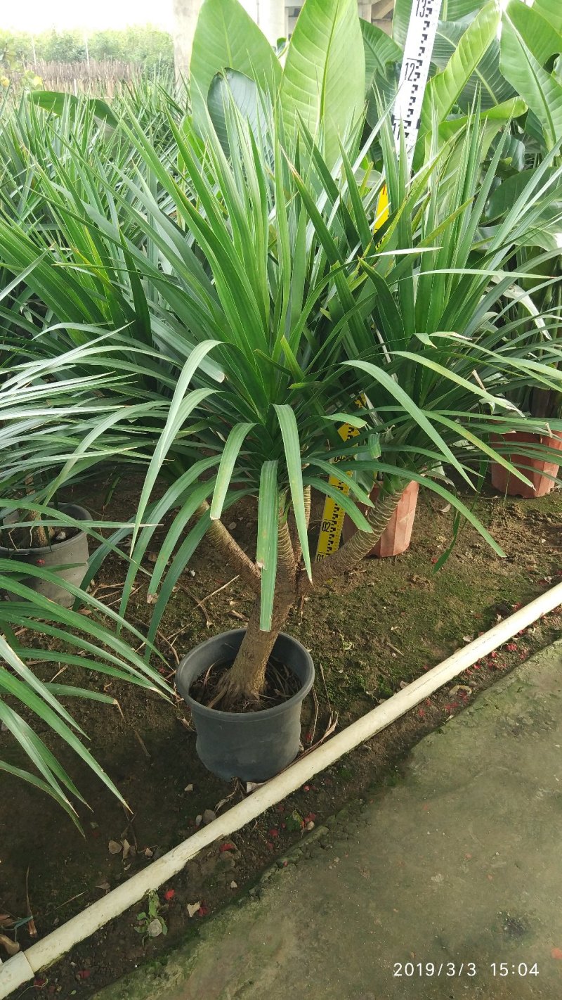 龙血树，龙须，绿植批发