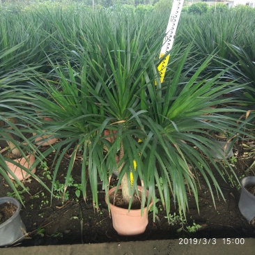 龙血树，龙须，绿植批发