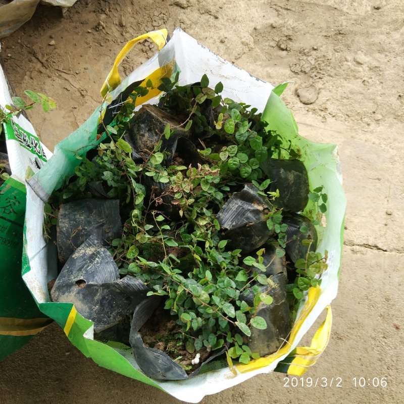 薜荔，辟丽，爬藤苗木，攀援植物批发