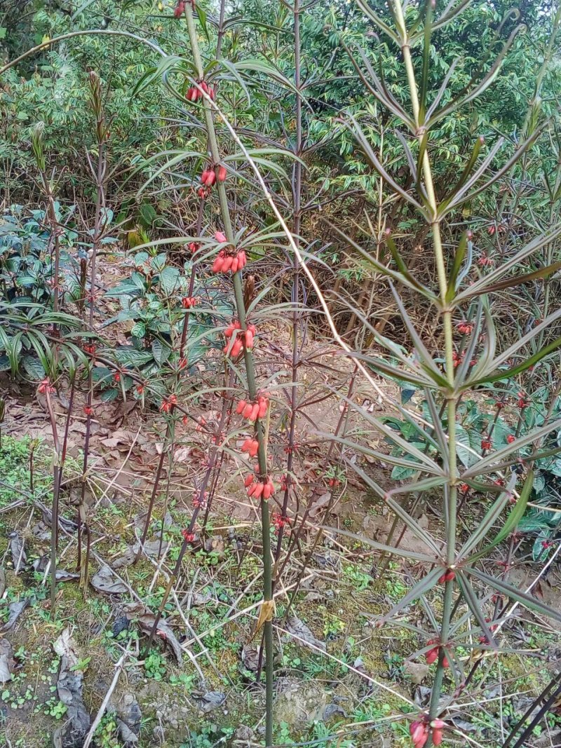 黄精苗