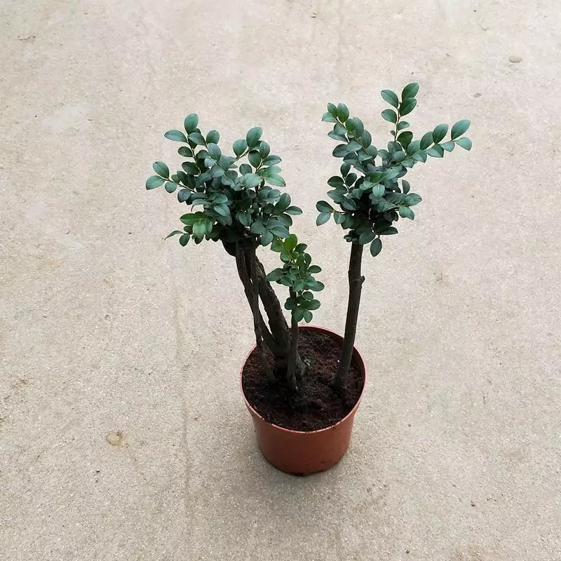 小叶紫檀，基地直销，量大从优。