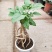 观叶植物，提根绿宝树，基地直销绿植小盆栽。