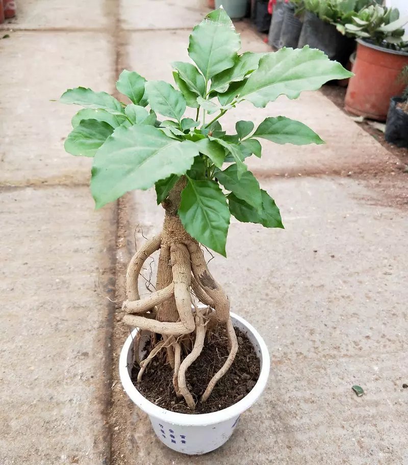 观叶植物，提根绿宝树，基地直销绿植小盆栽。