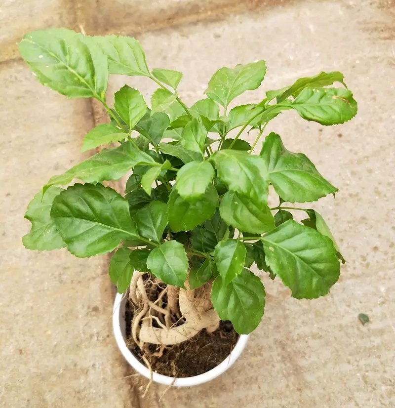 观叶植物，提根绿宝树，基地直销绿植小盆栽。
