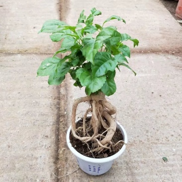 观叶植物，提根绿宝树，基地直销绿植小盆栽。