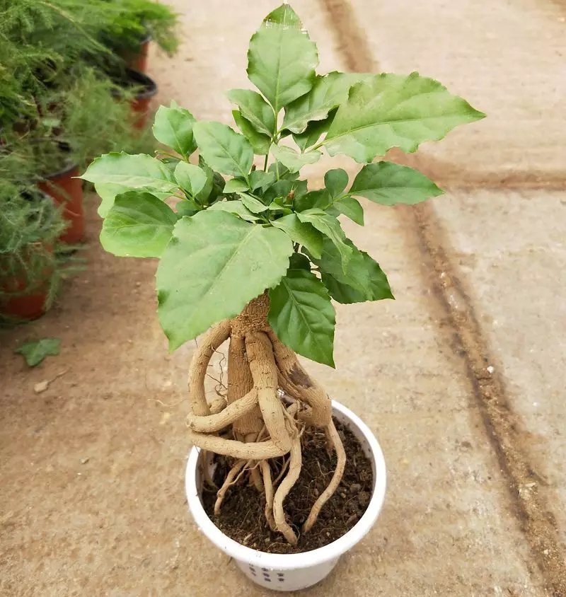 观叶植物，提根绿宝树，基地直销绿植小盆栽。