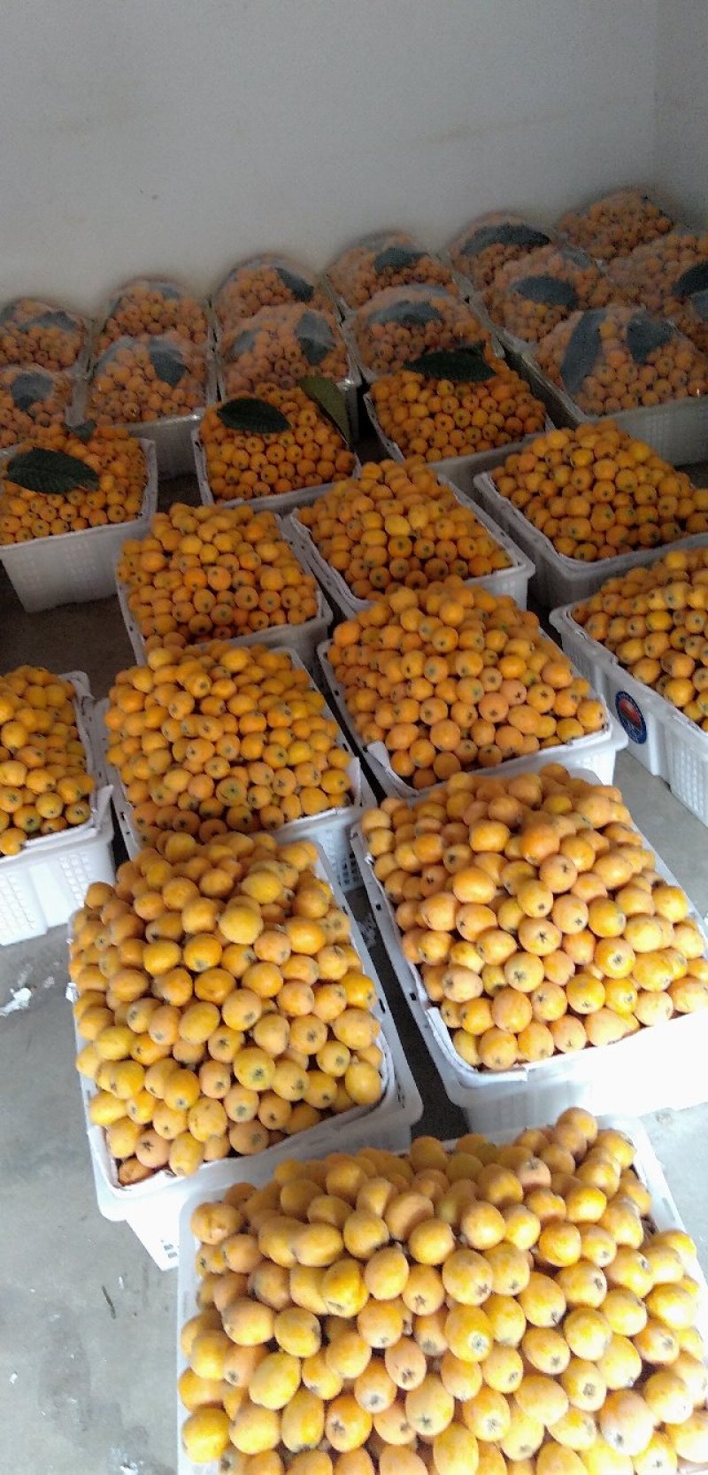 我地斤万亩枇杷正式上市了，马上进入高峰期，日采摘量近百吨