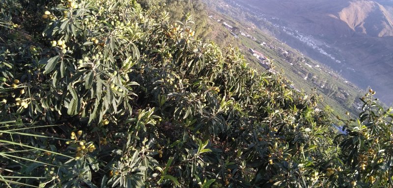 我地斤万亩枇杷正式上市了，马上进入高峰期，日采摘量近百吨