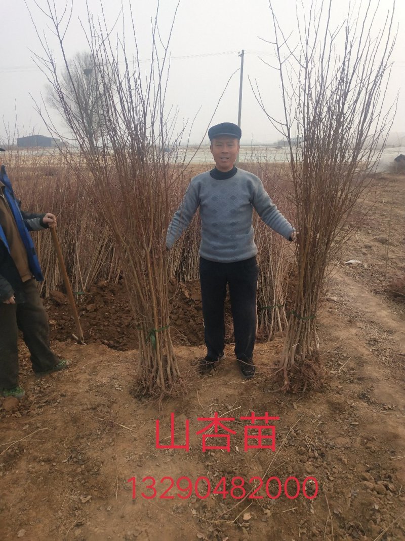 山杏苗，地径0.8-1.5