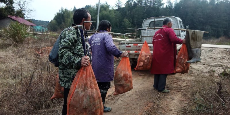 中华有机成品甲鱼，半成品，甲鱼苗，甲鱼蛋