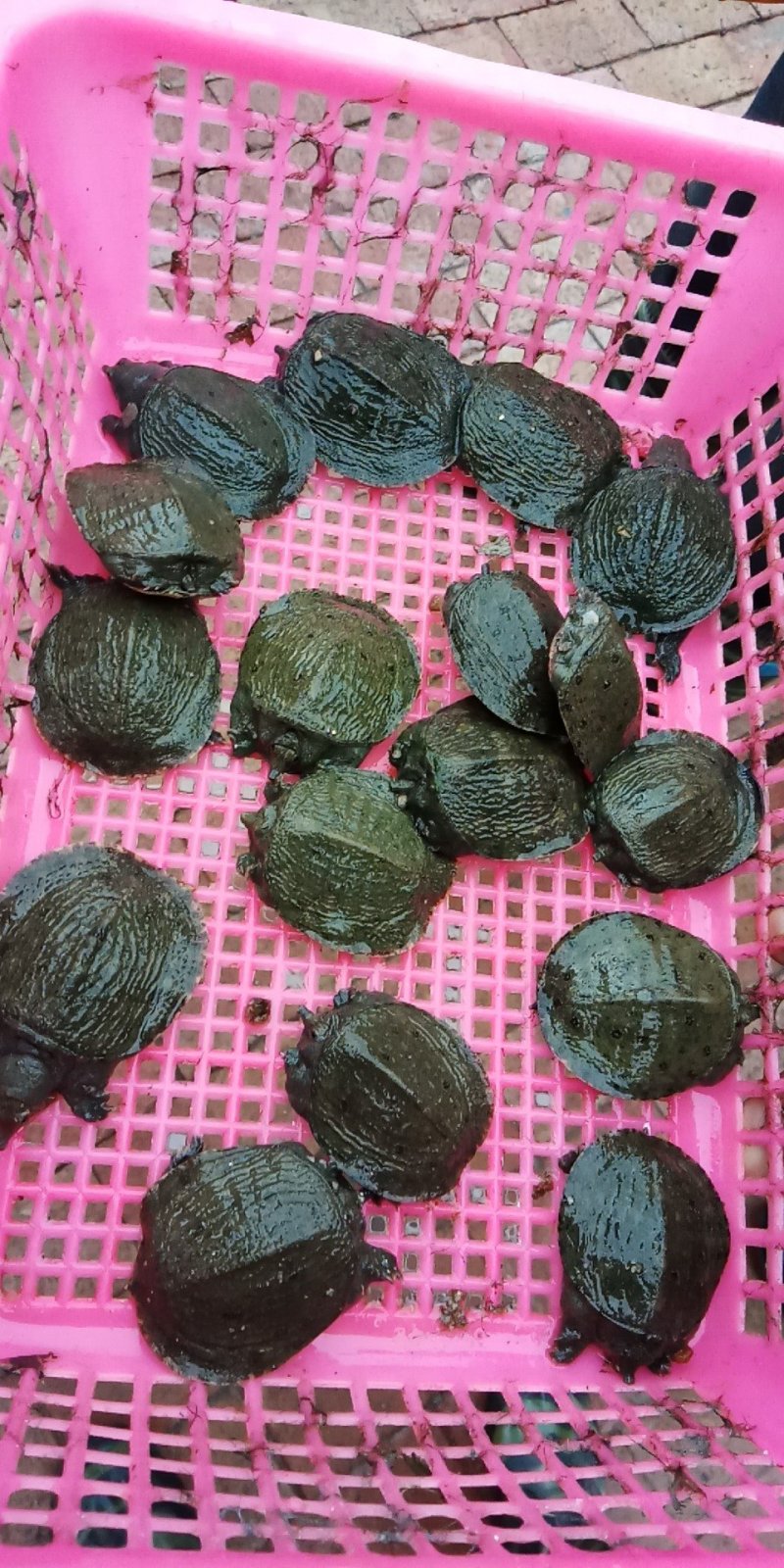 中华有机成品甲鱼，半成品，甲鱼苗，甲鱼蛋