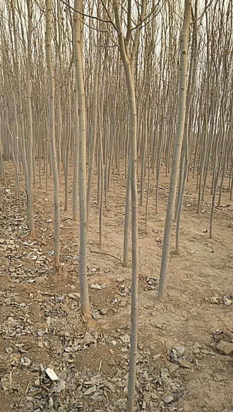 窄冠毛白杨