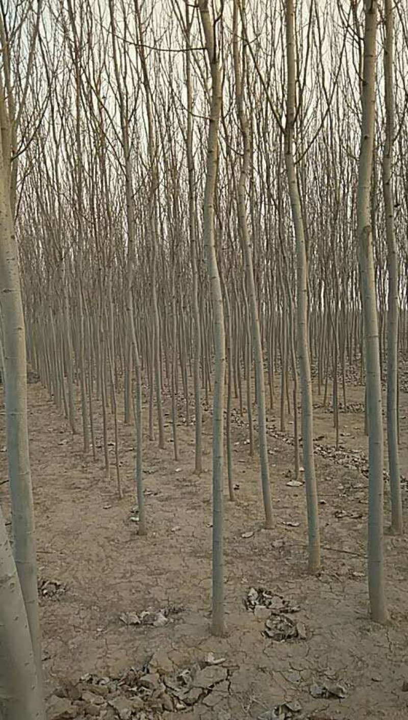 窄冠毛白杨