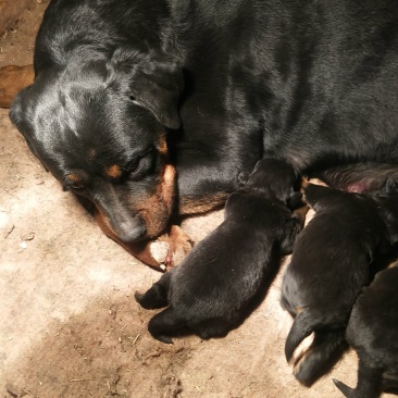罗威纳幼犬