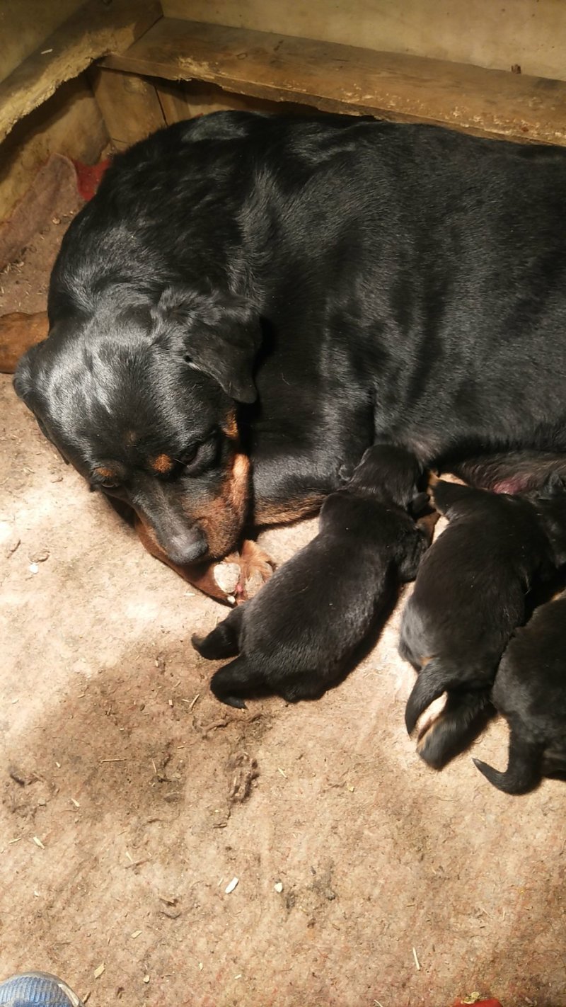 罗威纳幼犬