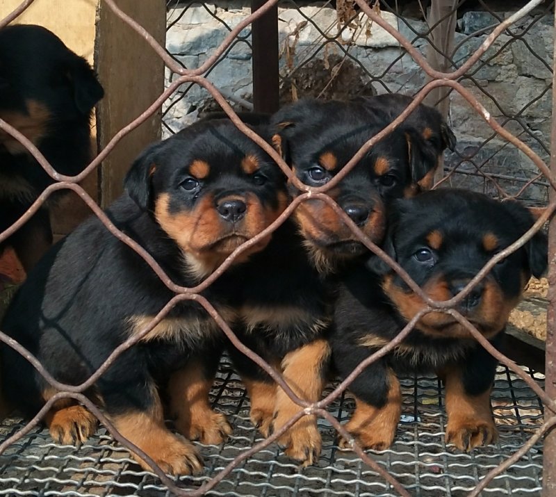 罗威纳幼犬