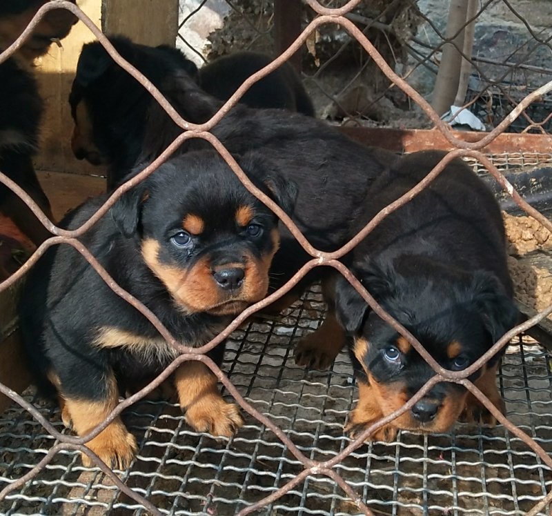 罗威纳幼犬