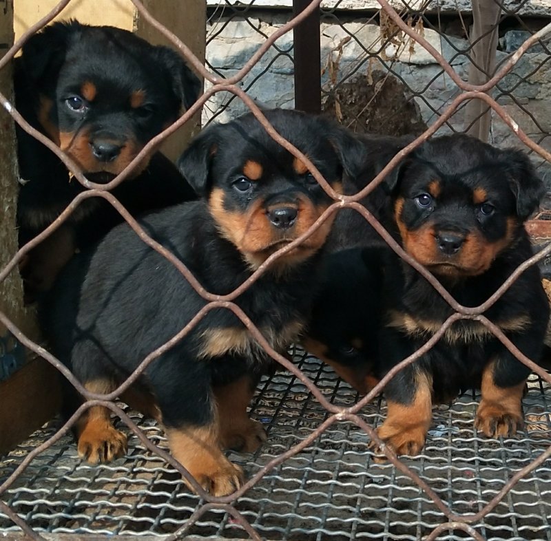 罗威纳幼犬