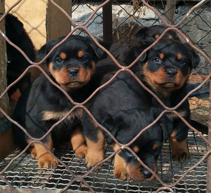 罗威纳幼犬